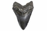 Fossil Megalodon Tooth - Massive River Meg #299725-1